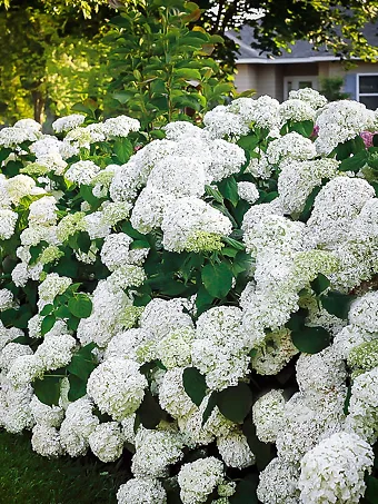 Incrediball® Hydrangea