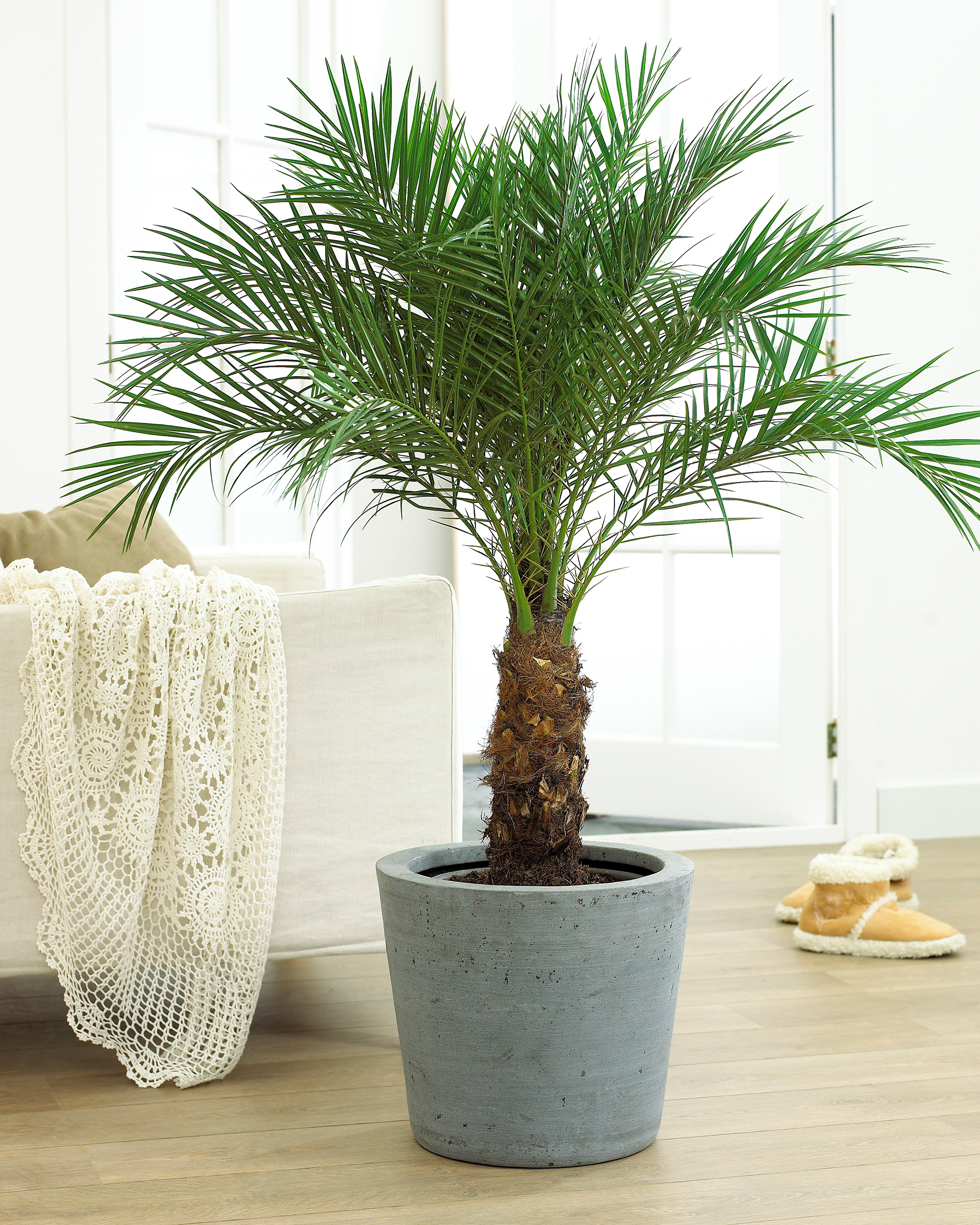 Planting palm tree indoors