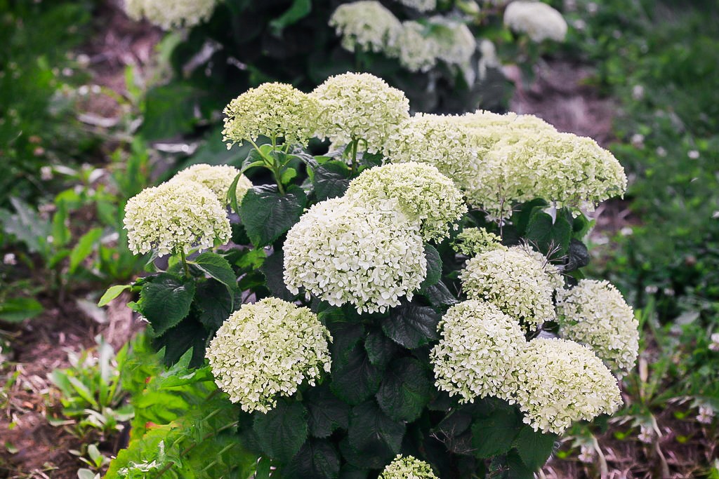 Invincibelle Wee White Hydrangeas For Sale Online | The Tree Center