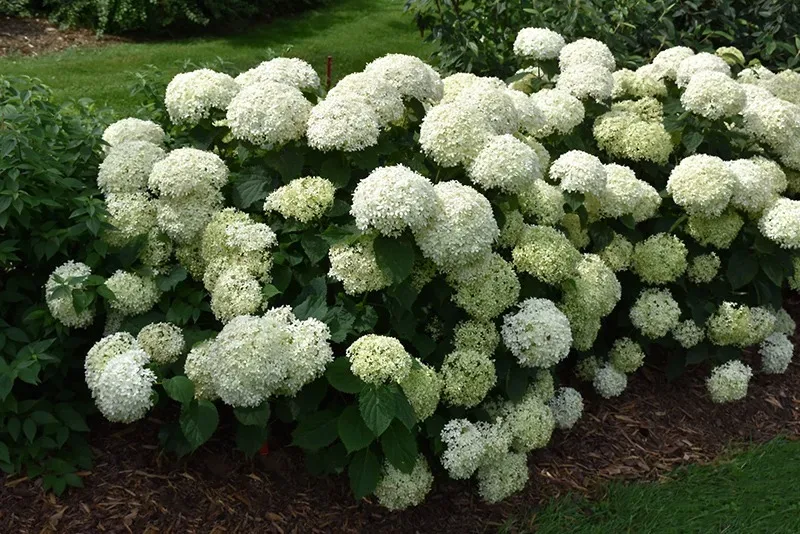 Image of Invincibelle Wee White compact hydrangea