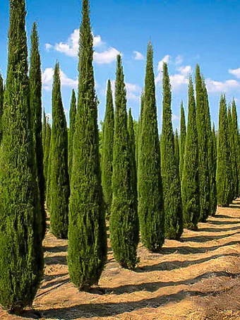 Italian Cypress