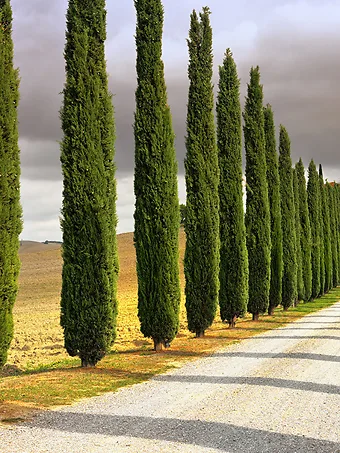 Italian Cypress