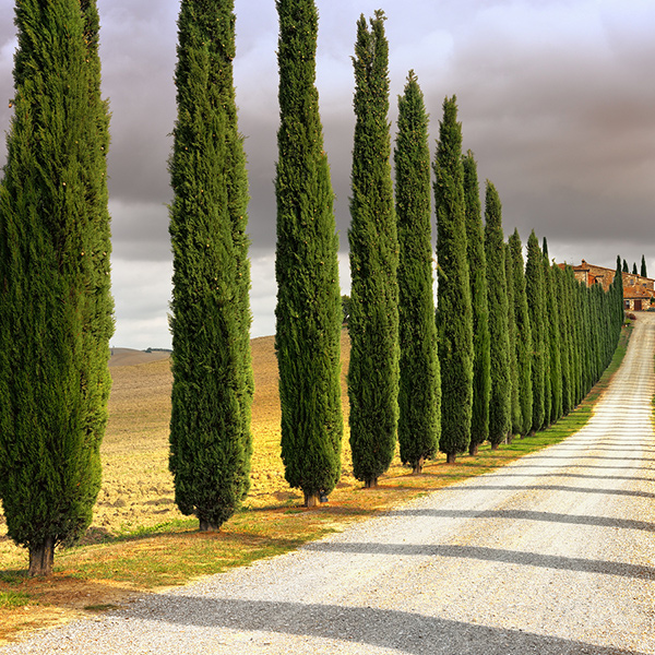 Italian Cypress For The, Italian Cypress Tree Landscaping Ideas