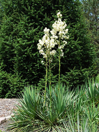 Ivory Tower Yucca