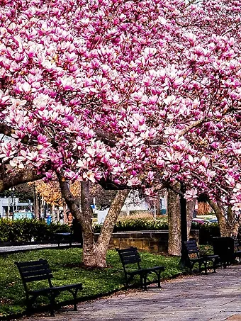 Row of Blooming Jane Magnolia Trees