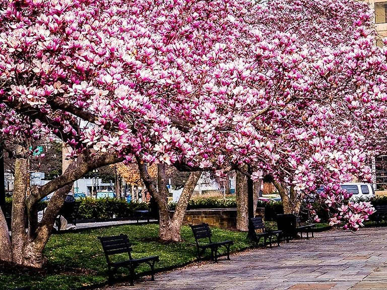 jane magnolia tree for sale near me