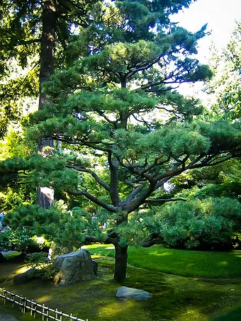 Japanese Black Pine