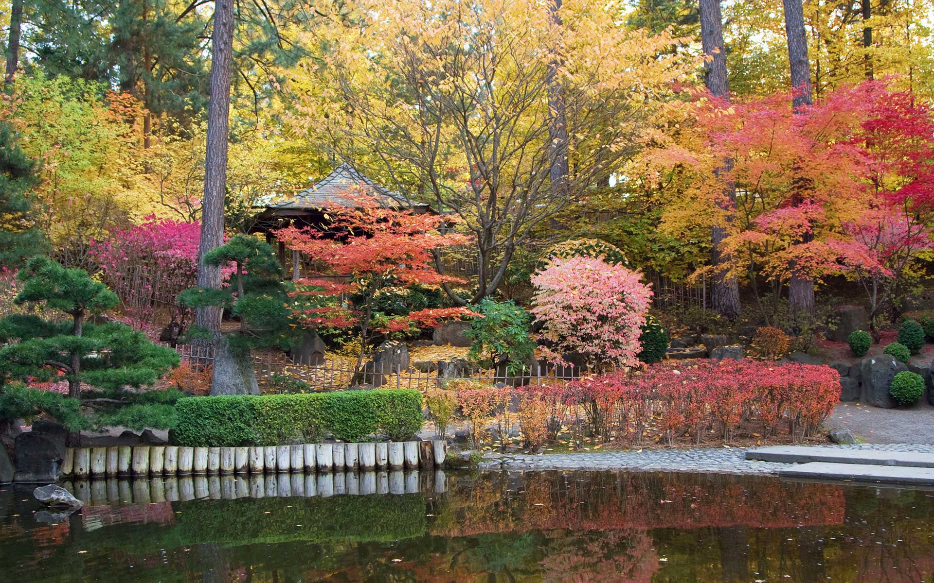 Classic Trees For A Japanese Garden The Tree Center
