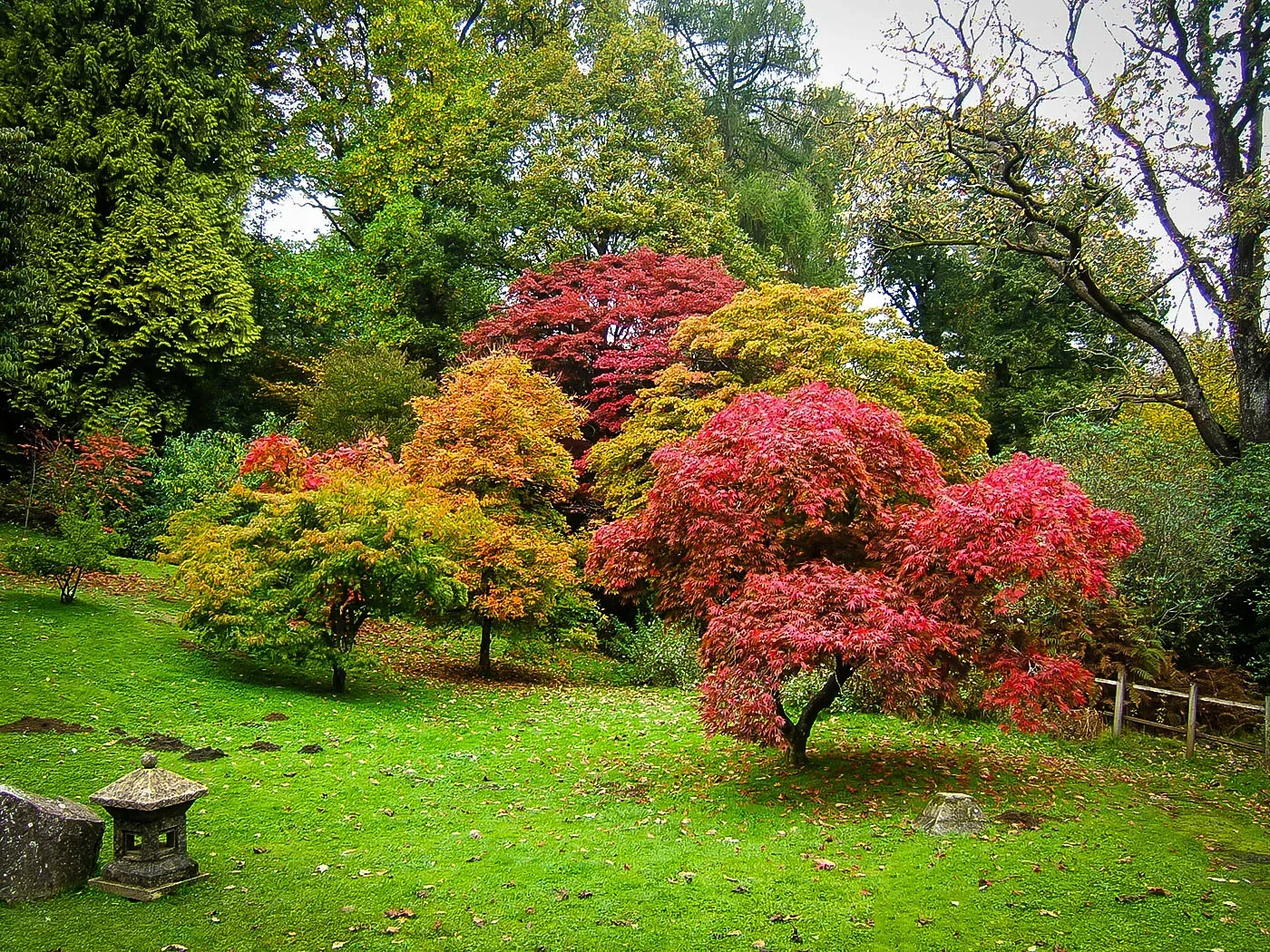 21 of the Best Japanese Maple Varieties