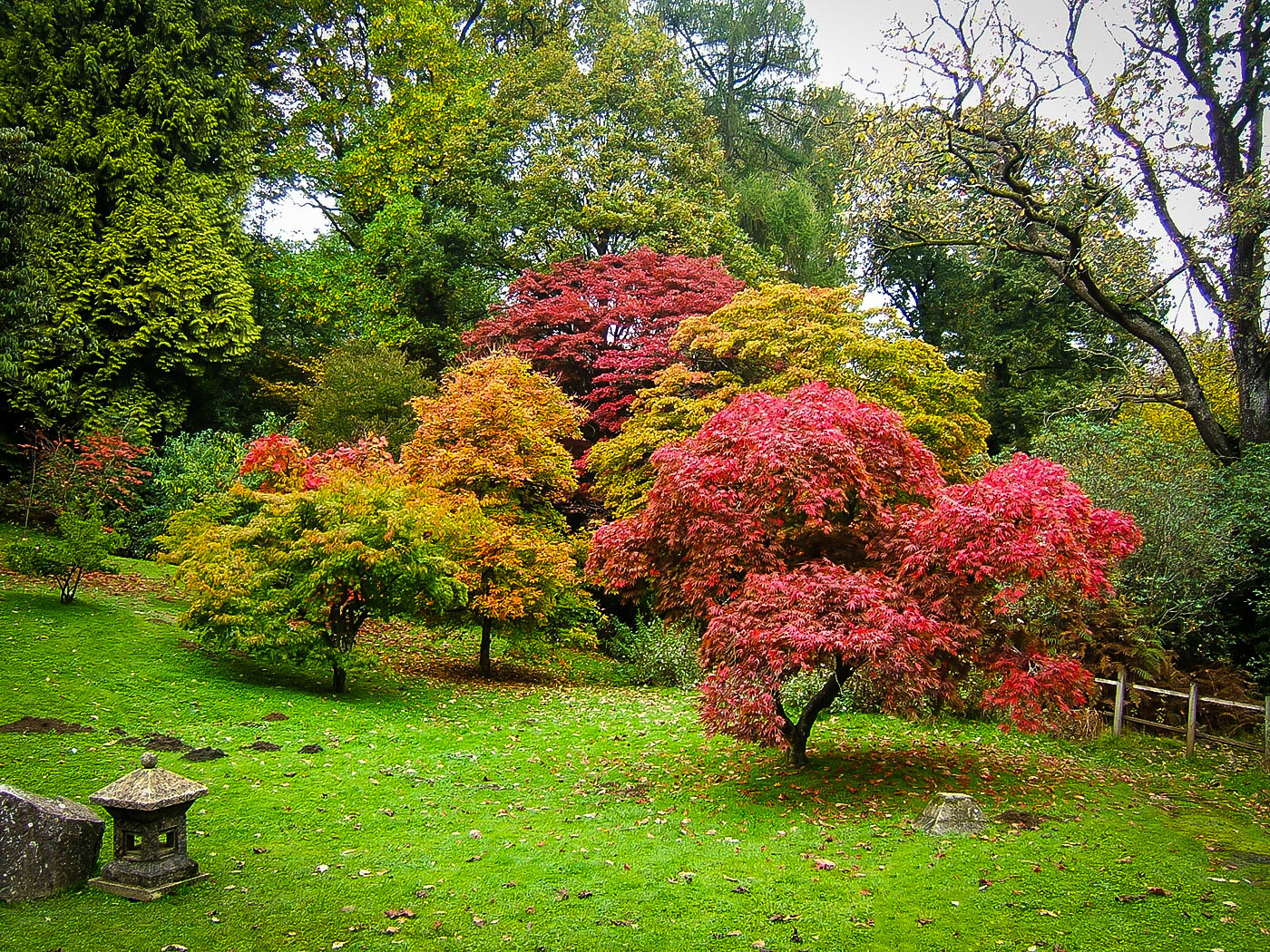 Japaneses Maple garden