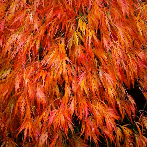 Orangeola Japanese Maple For Sale The Tree Center