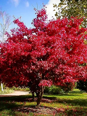 Osakazuki Japanese Maple