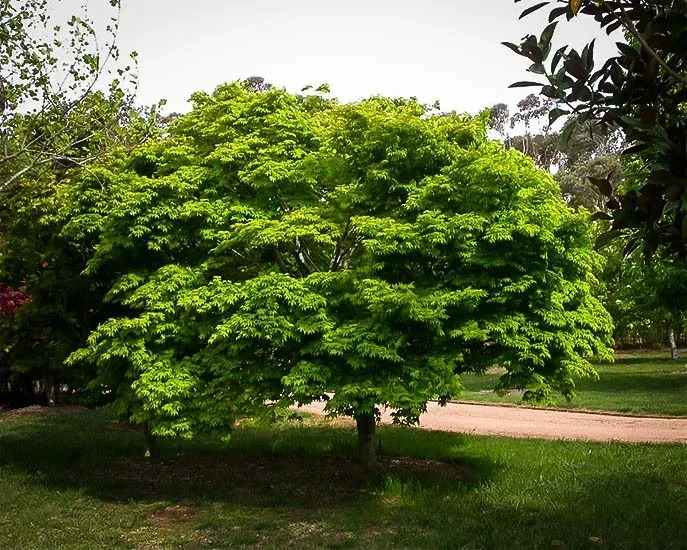 Osakazuki Japanese Maple For Sale Online The Tree Center