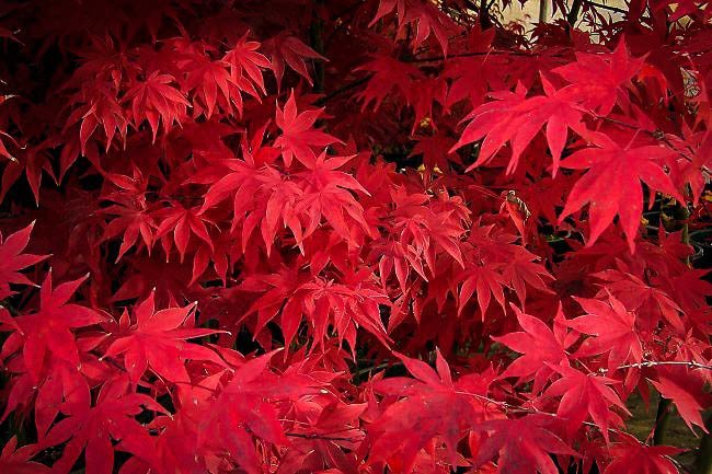 Osakazuki Japanese Maple For Sale Online The Tree Center