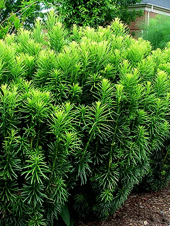 Japanese Plum Yew