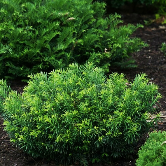 Japanese Plum Yew Trees For Sale Online The Tree Center