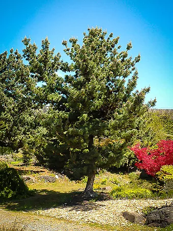 Japanese White Pine