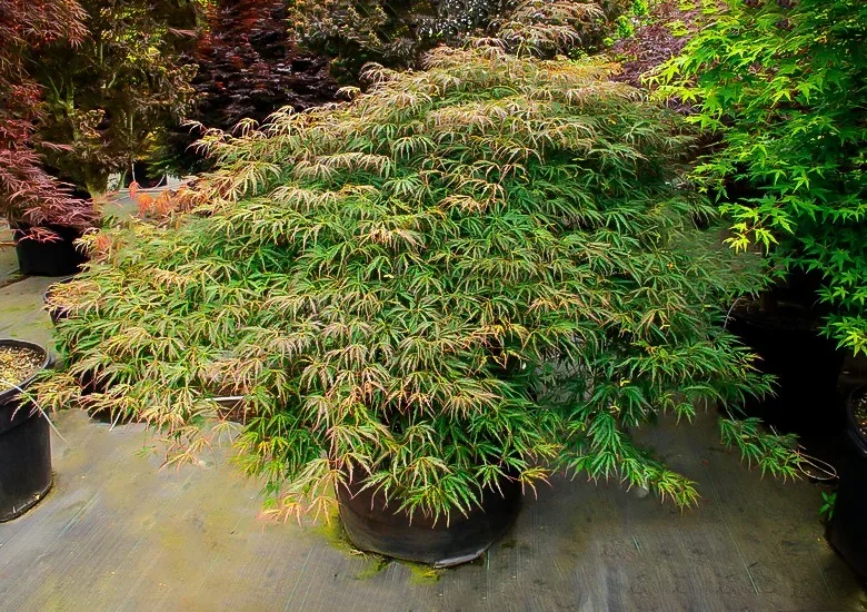Jeddeloh Orange Japanese Maple For Sale Online | The Tree Center