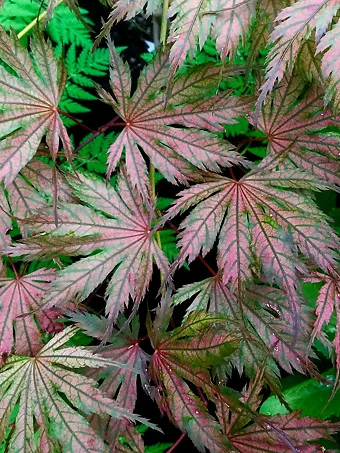 Jubilee Japanese Maple