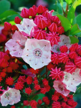 Carol Mountain Laurel