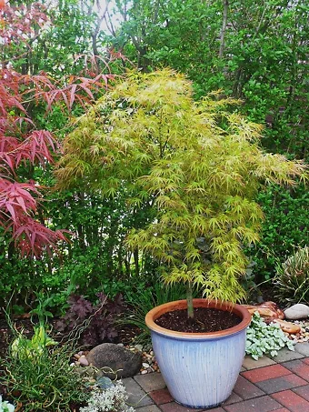 Kamagata Japanese Maple