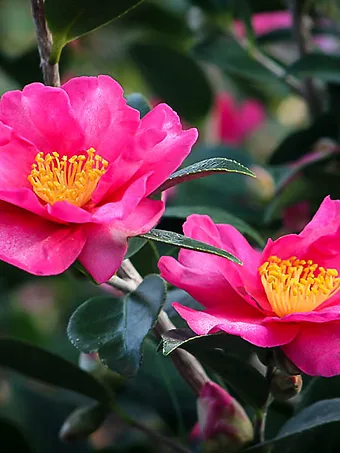 Kanjiro Camellia