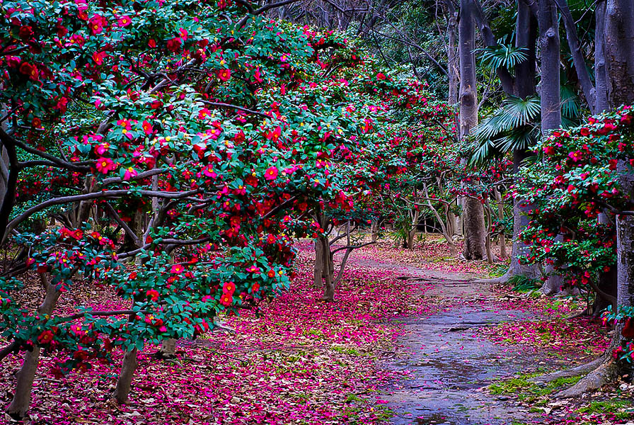 Kanjiro Camellias For Sale Online The Tree Center
