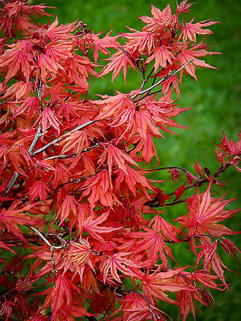 Acer Palmatum Kasagi-yama Leaves