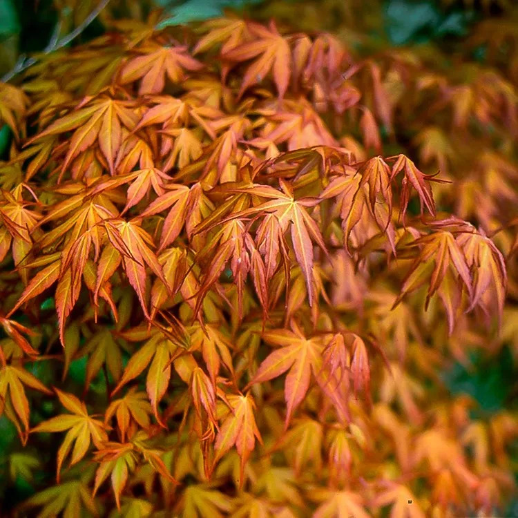 Katsura Japanese Maple Trees For Sale Online | The Tree Center