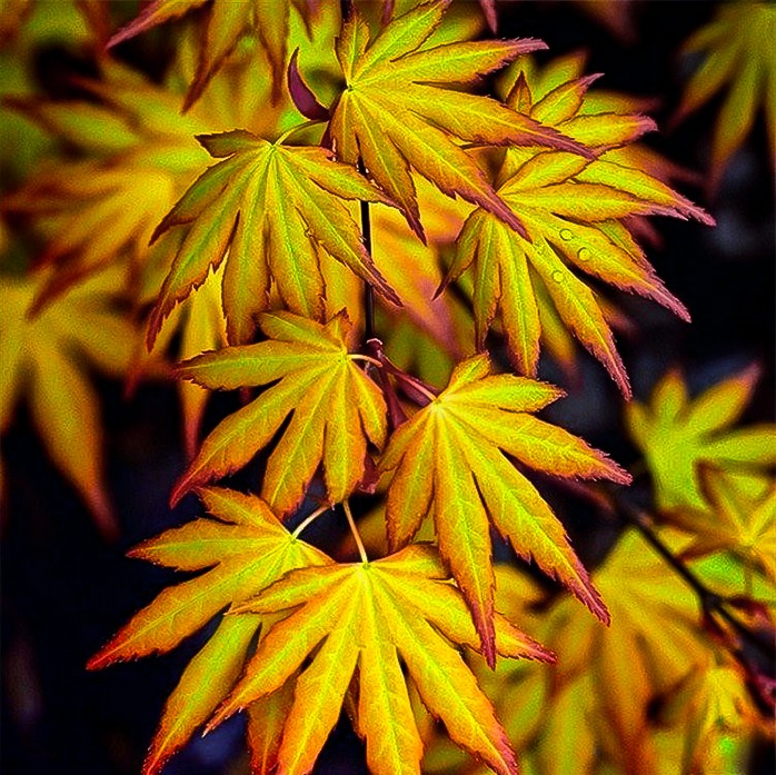 Katsura Japanese Maple Trees For Sale Online The Tree Center Katsura Japanese Maple Trees For Sale Online The Tree Center
