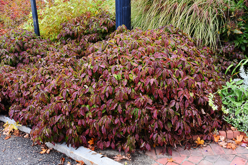 dwarf red twig dogwood