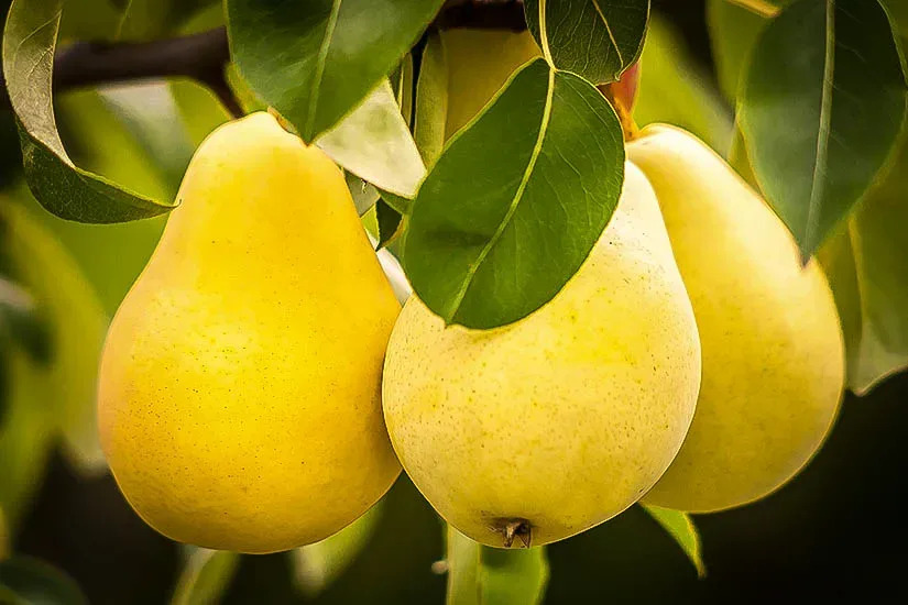 Kieffer Pear Trees For Sale Online | The Tree Center