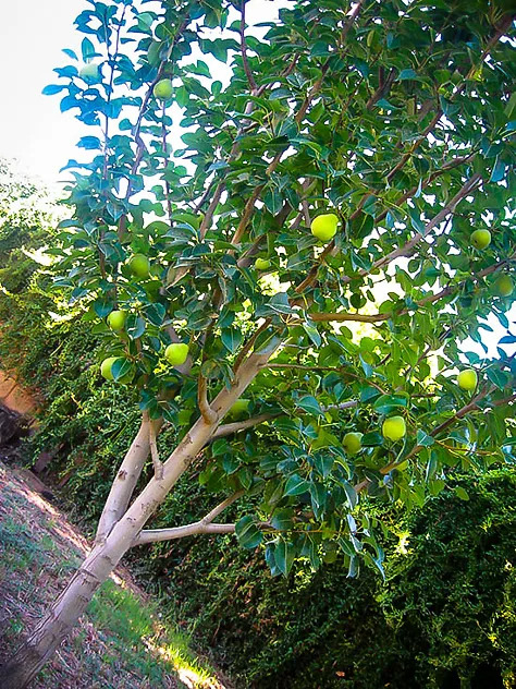 Kieffer Pear Trees For Sale Online | The Tree Center