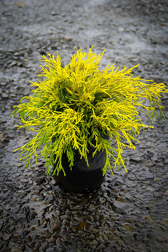 Kings Gold Cypress For Sale Online The Tree Center