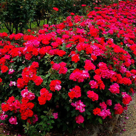 Roses