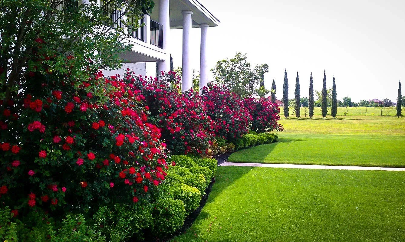 Image of Rosa Knock Out flowers in garden