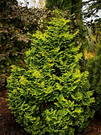 Koster's Hinoki Cypress