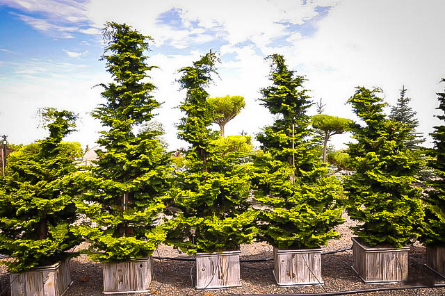 Koster S Hinoki Cypress Trees For Sale Online The Tree Center,Horseradish Tree