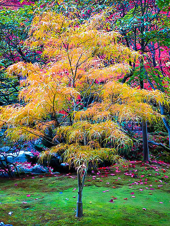 Koto No Ito Japanese Maple