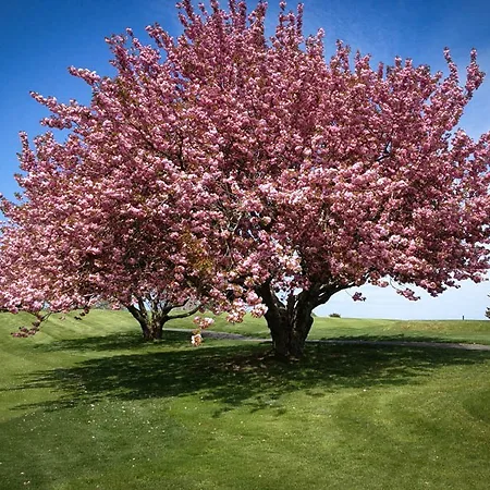 Flowering Cherry Trees