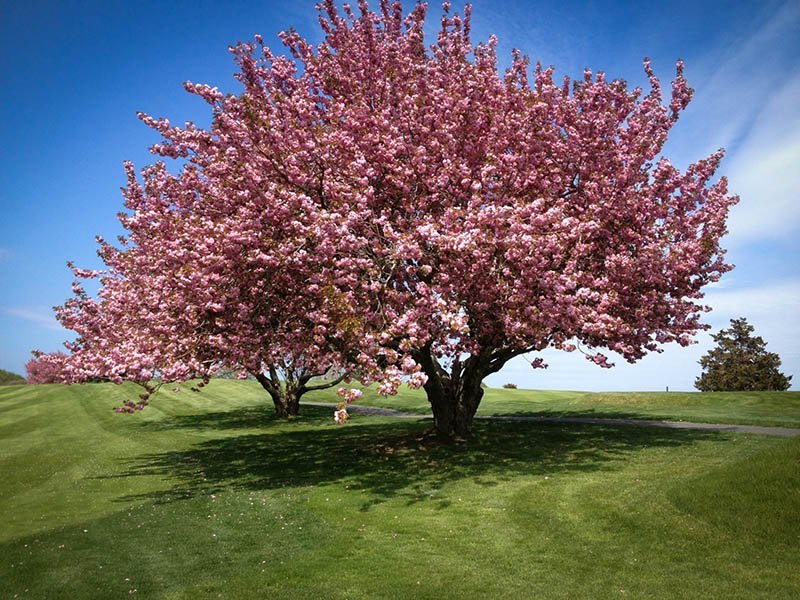 Fast Growing Flowering Trees Zone 7 Flowering Trees Shade Trees