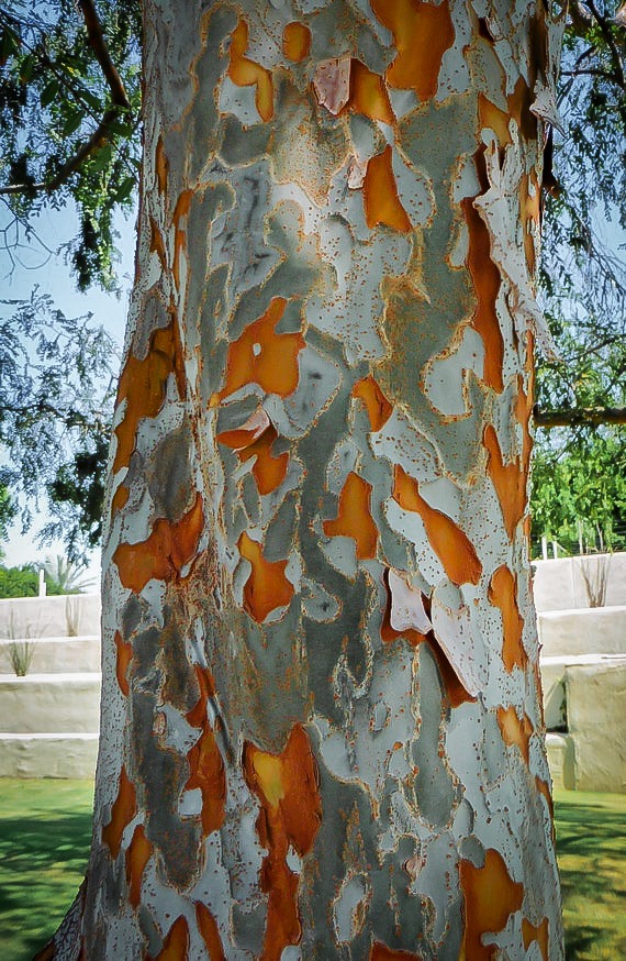 Lacebark Elm Tree For Sale Online The Tree Center