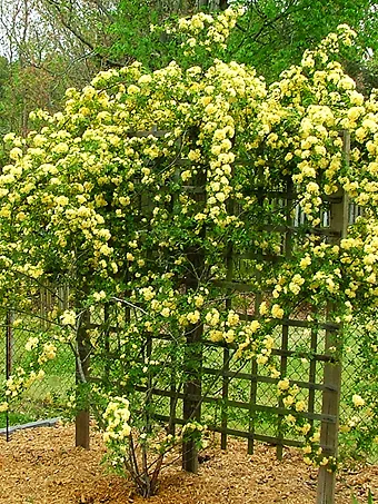 Lady Banks Climbing Rose