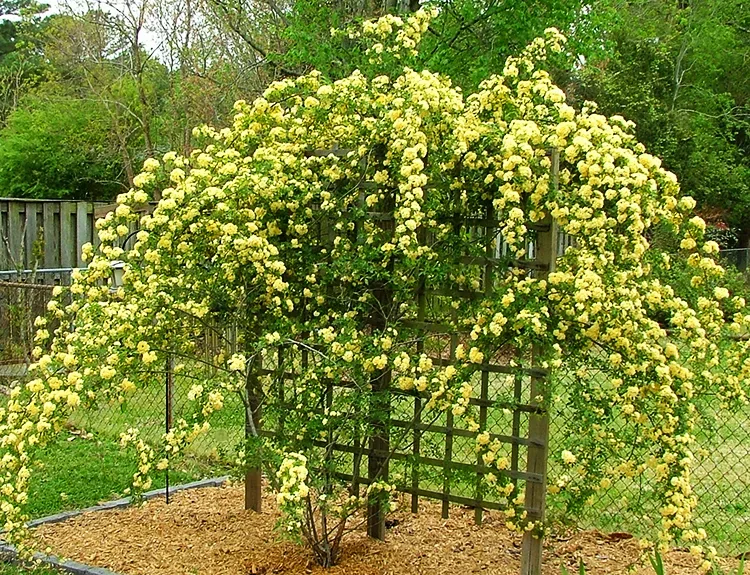 Lady Banks Climbing Rose For Sale Online The Tree Center