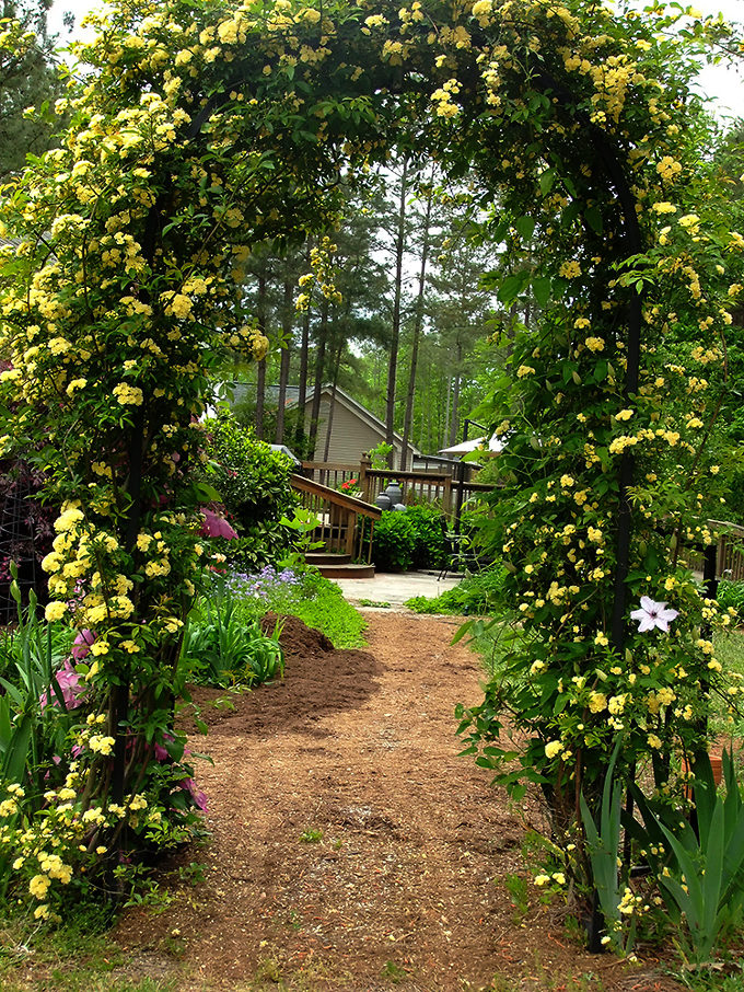 Lady banks climbing rose for sale online the tree center