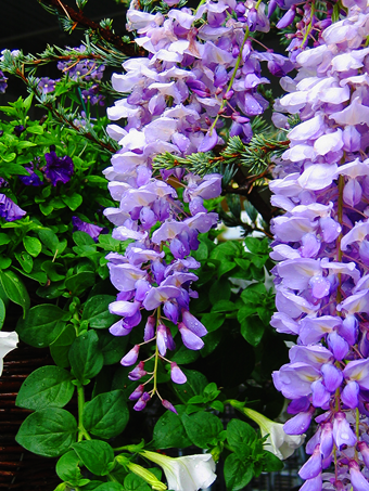 Lavender Falls Wisteria