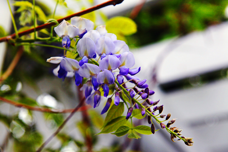 Lavender Falls Wisteria For Sale Online The Tree Center