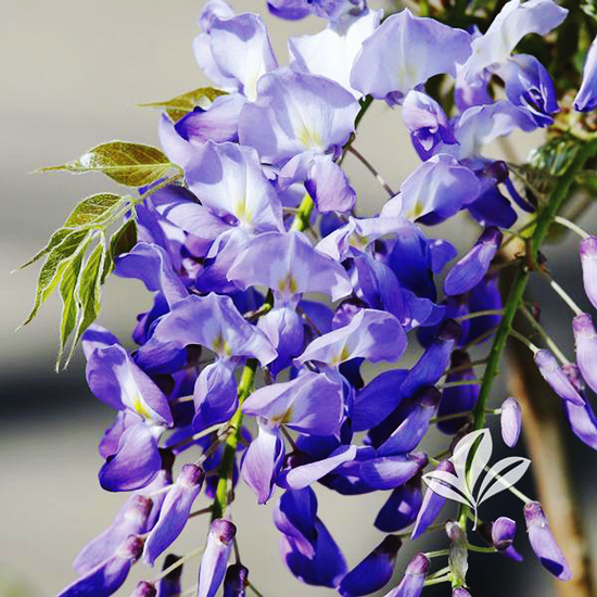 CODES)How To Get The Umbrella In Wisteria