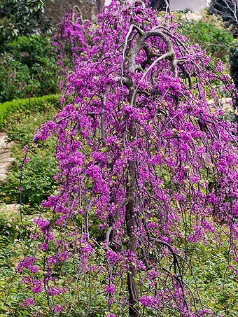 Lavender Twist Redbud