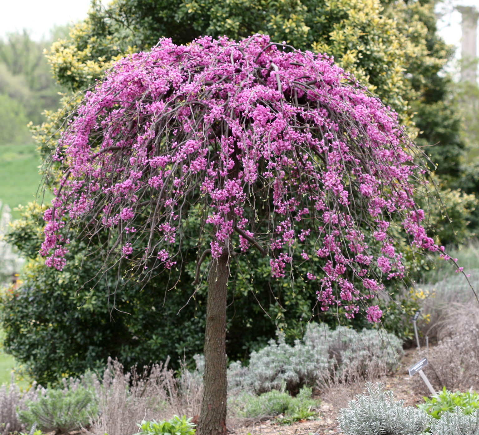 Lavender twist redbud shrubs for sale online the tree center